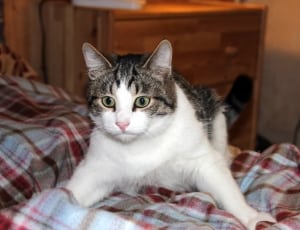 black-brown-white short fur cat standing on plaid bed comforter thumbnail