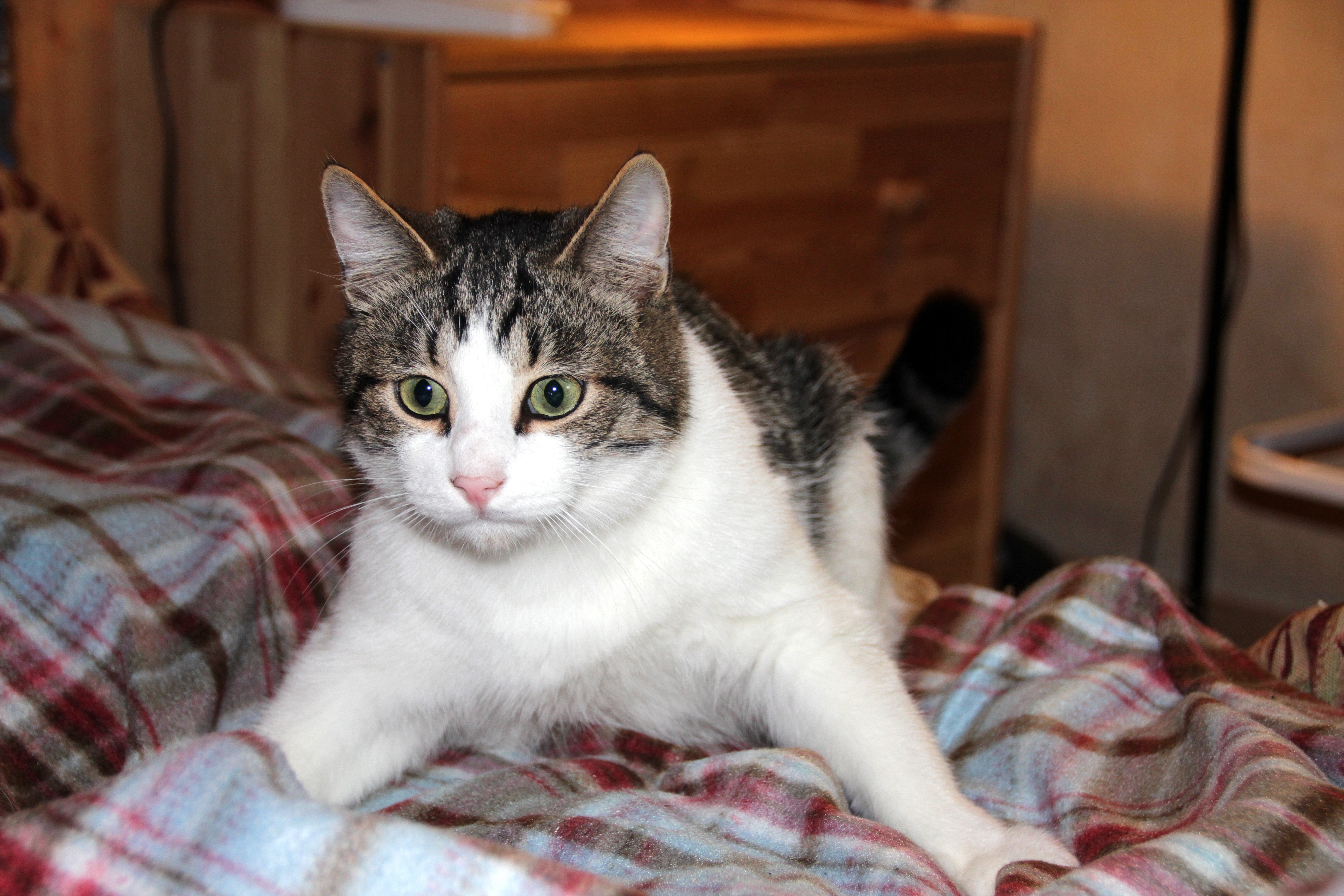 black-brown-white short fur cat standing on plaid bed comforter