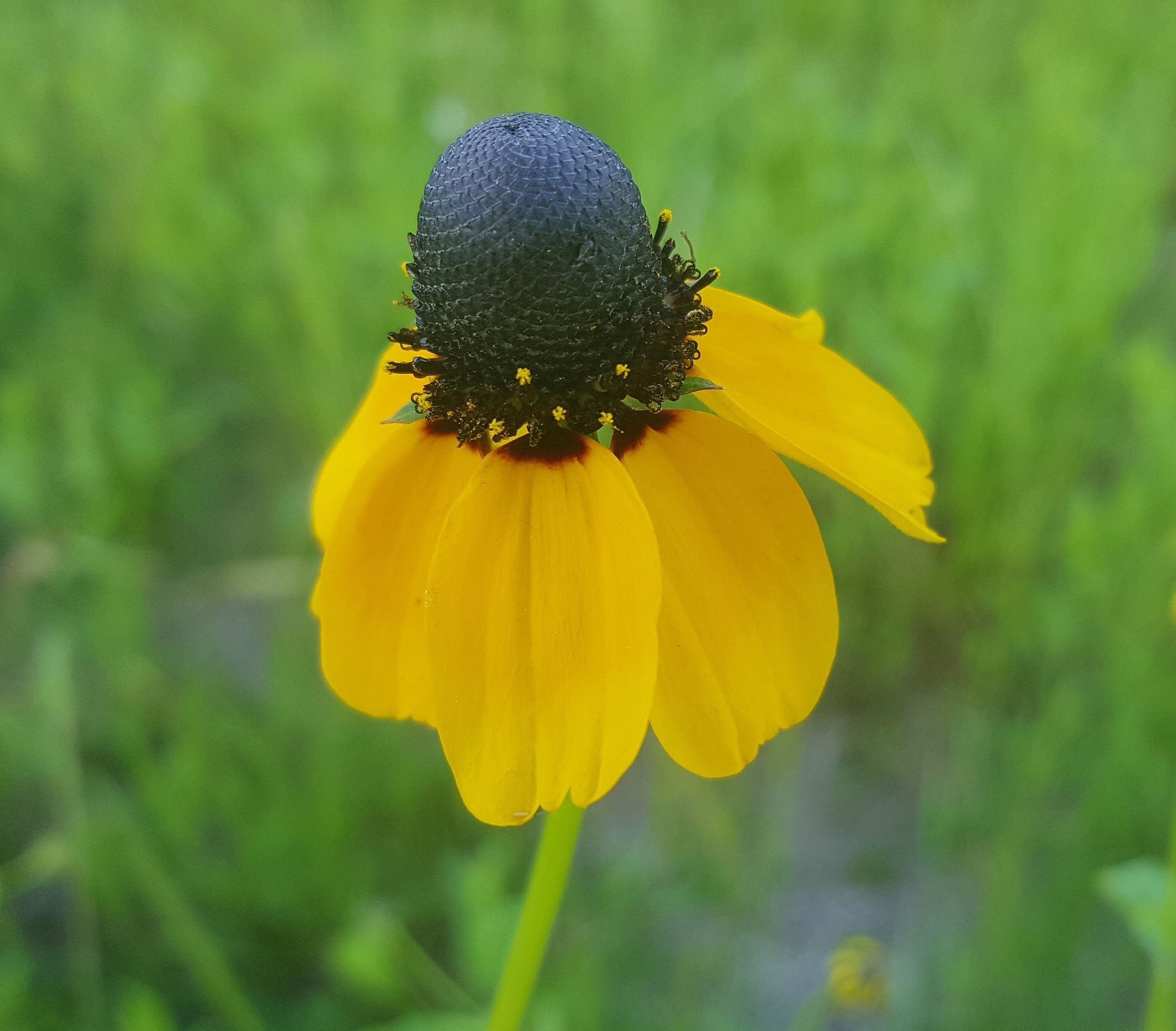 yellow and black sunflower