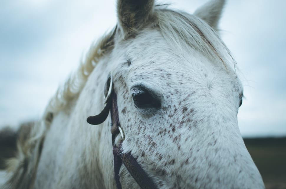 close view of a white horse head preview