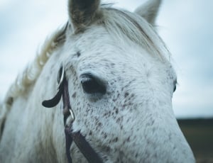 close view of a white horse head thumbnail