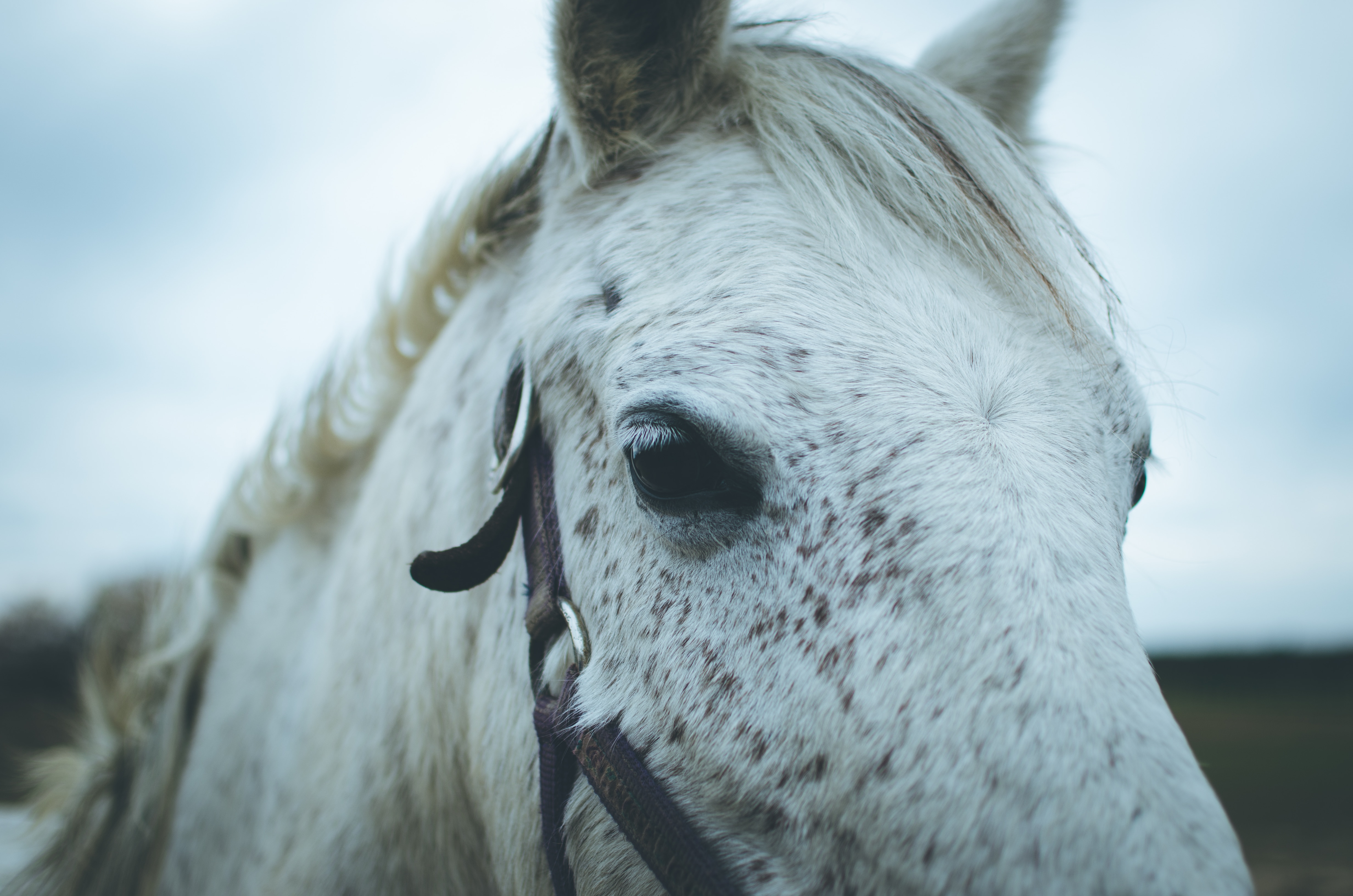 close view of a white horse head