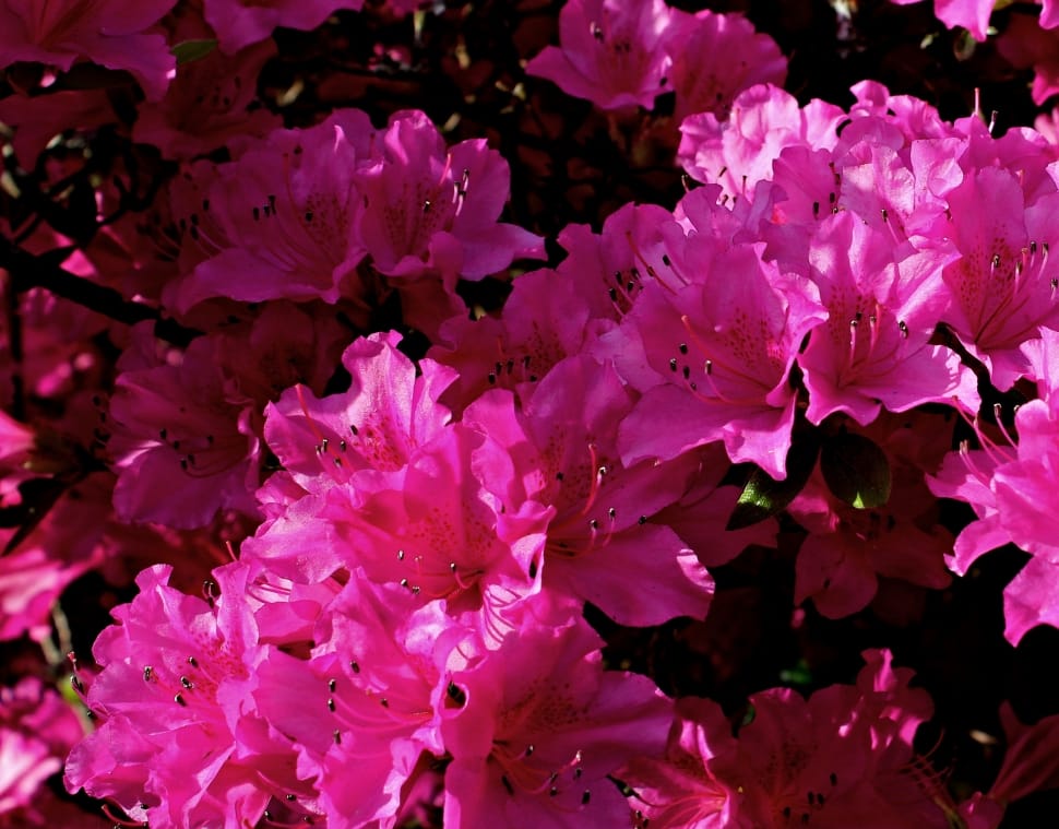 pink flowers with black pollens preview