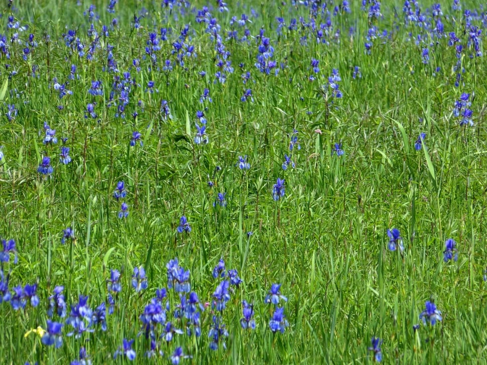 purple petaled flower field preview