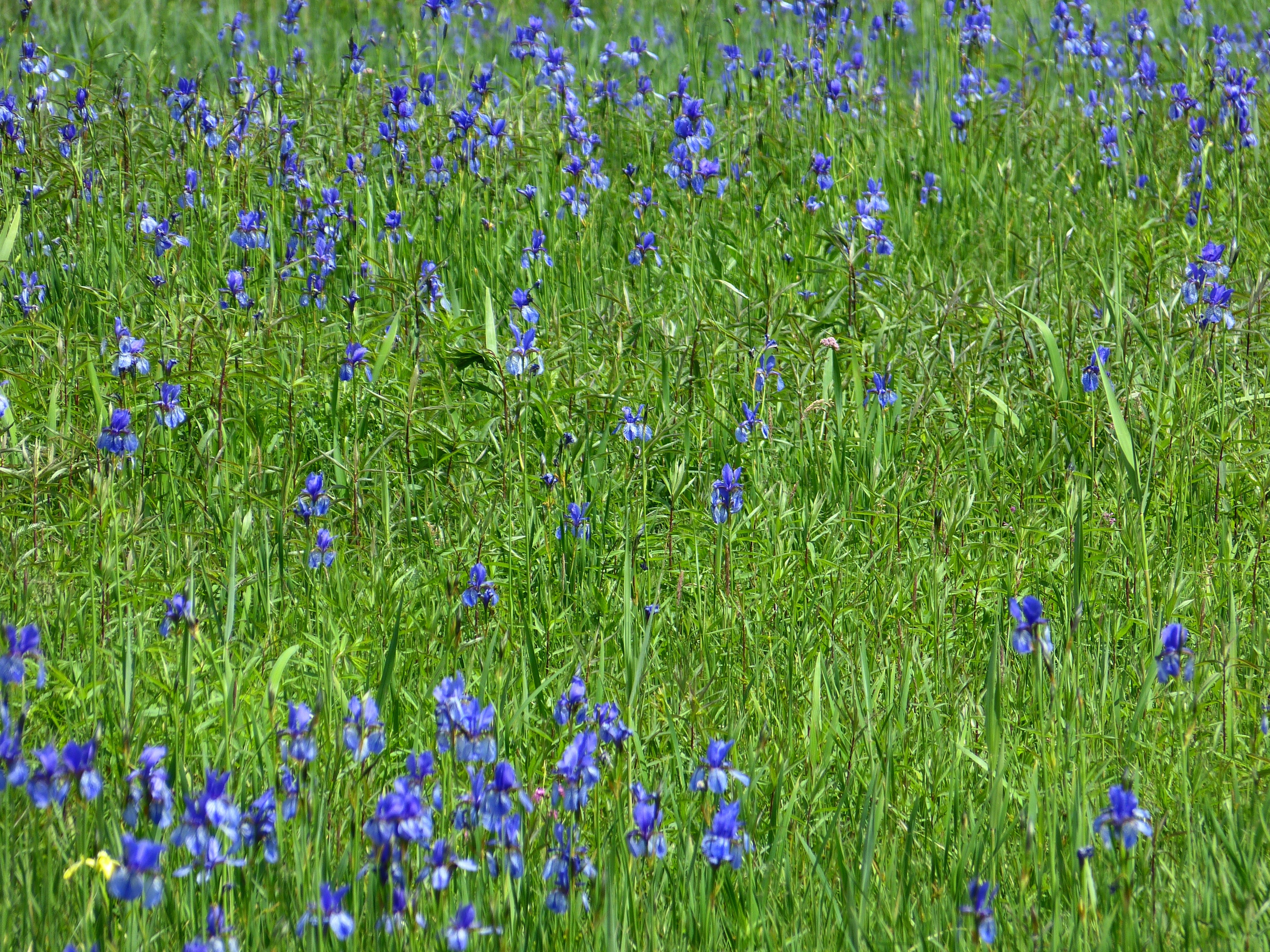 purple petaled flower field