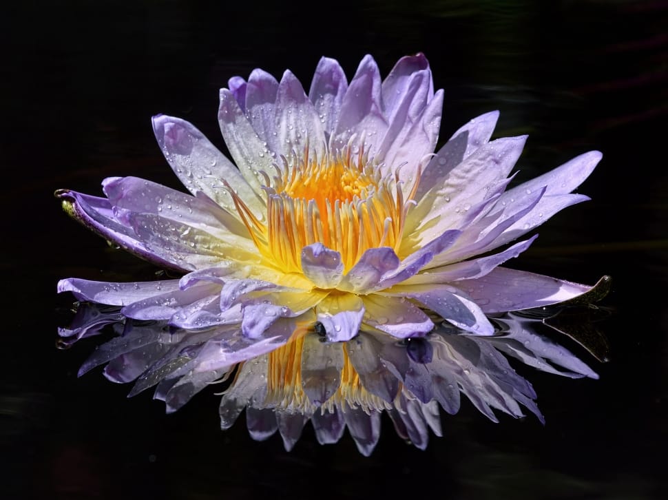 focus photo of purple and yellow water lily floating in the water preview