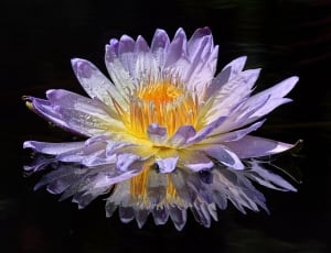 focus photo of purple and yellow water lily floating in the water thumbnail