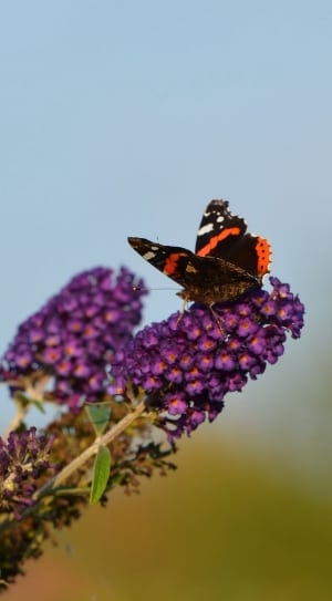 red admiral butterfly thumbnail