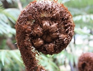 brown plant thumbnail
