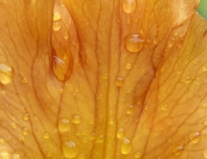 orange petal flower thumbnail
