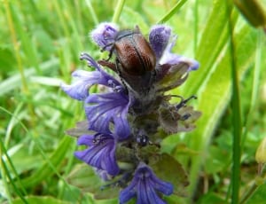 purple petaled flower and brown bug thumbnail