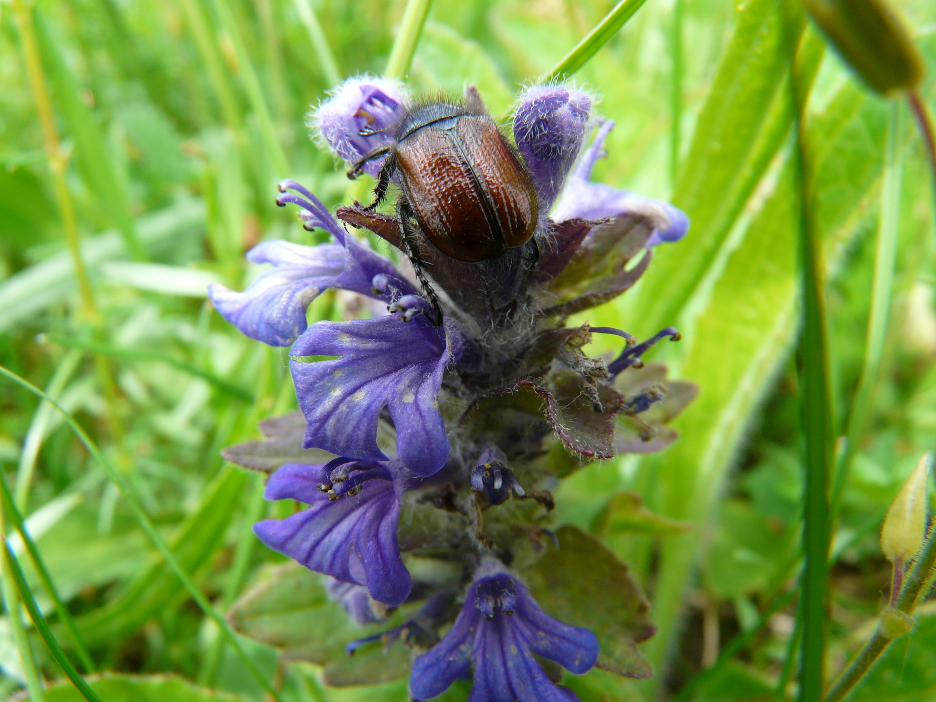 purple petaled flower and brown bug