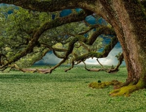 green grass field with brown tree thumbnail