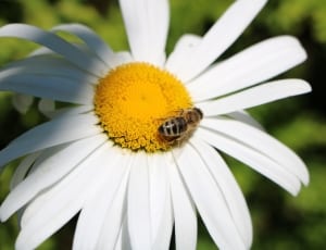 honey bee and white daisy flower thumbnail