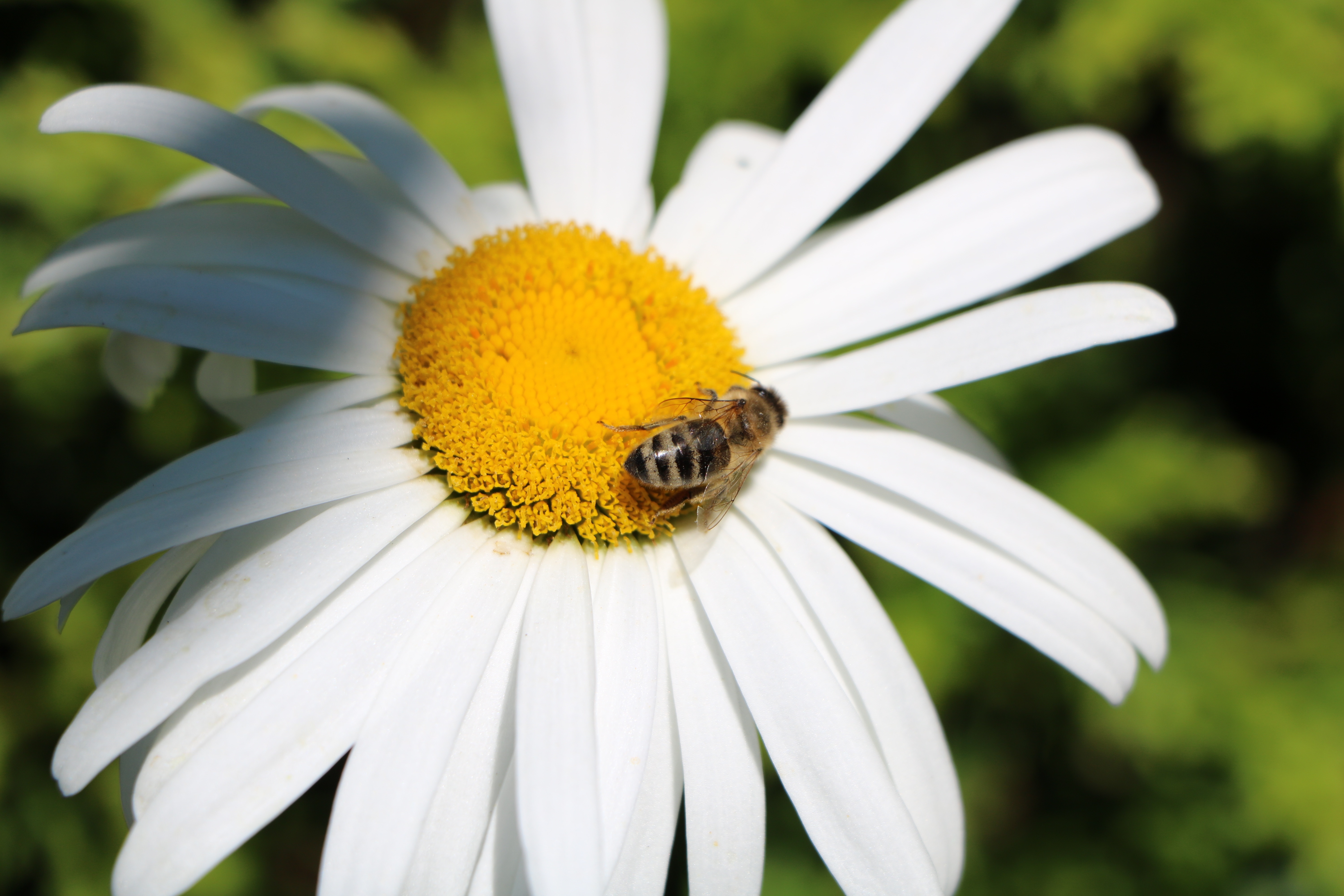 honey bee and white daisy flower