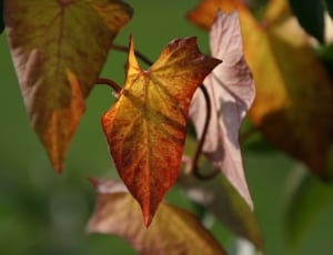 brown and yellow leaves thumbnail