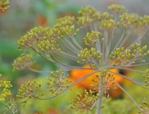 queen anne's lace close up photography at daytime thumbnail