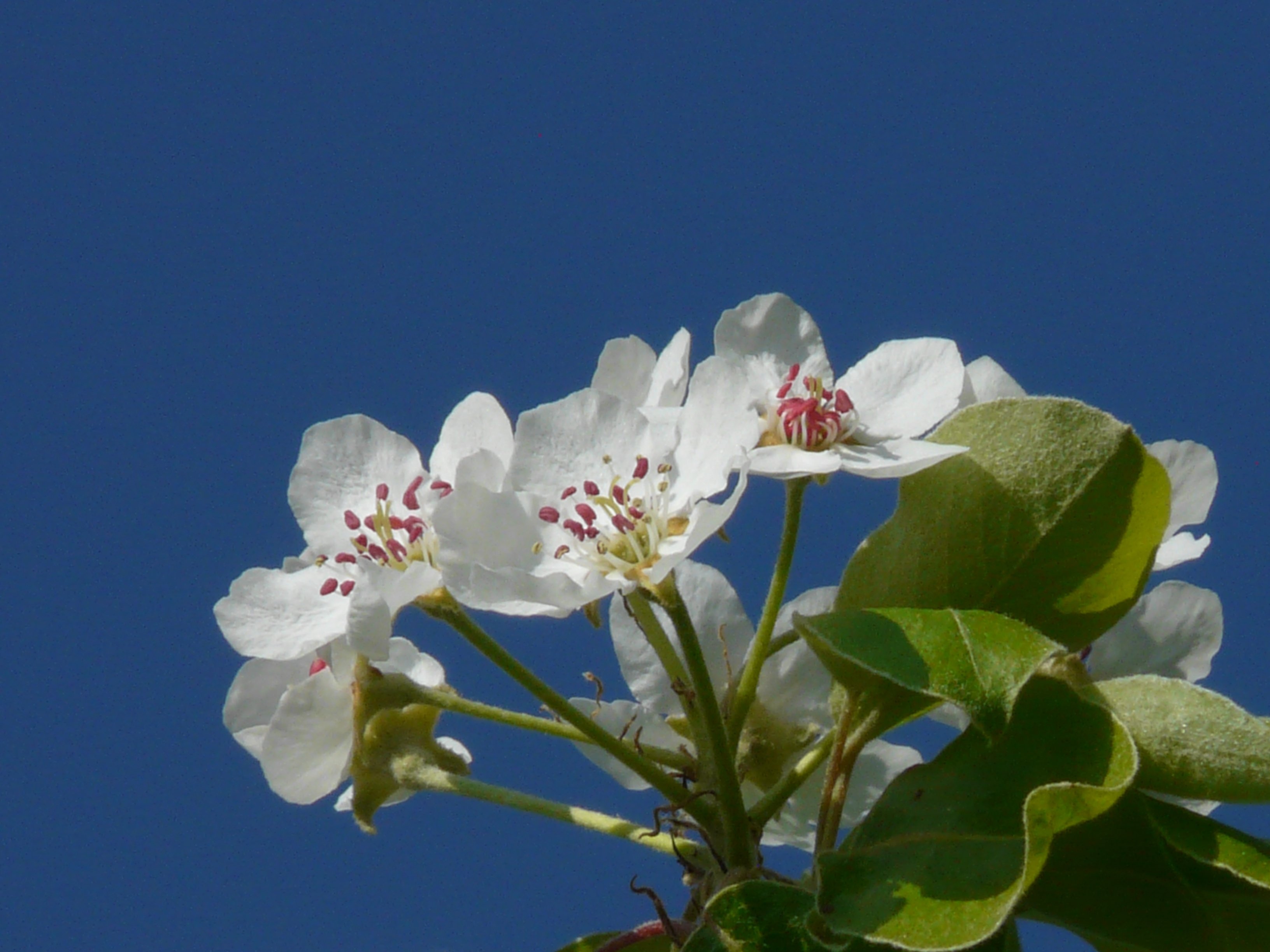 white petal flower