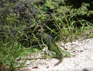green and black lizard thumbnail
