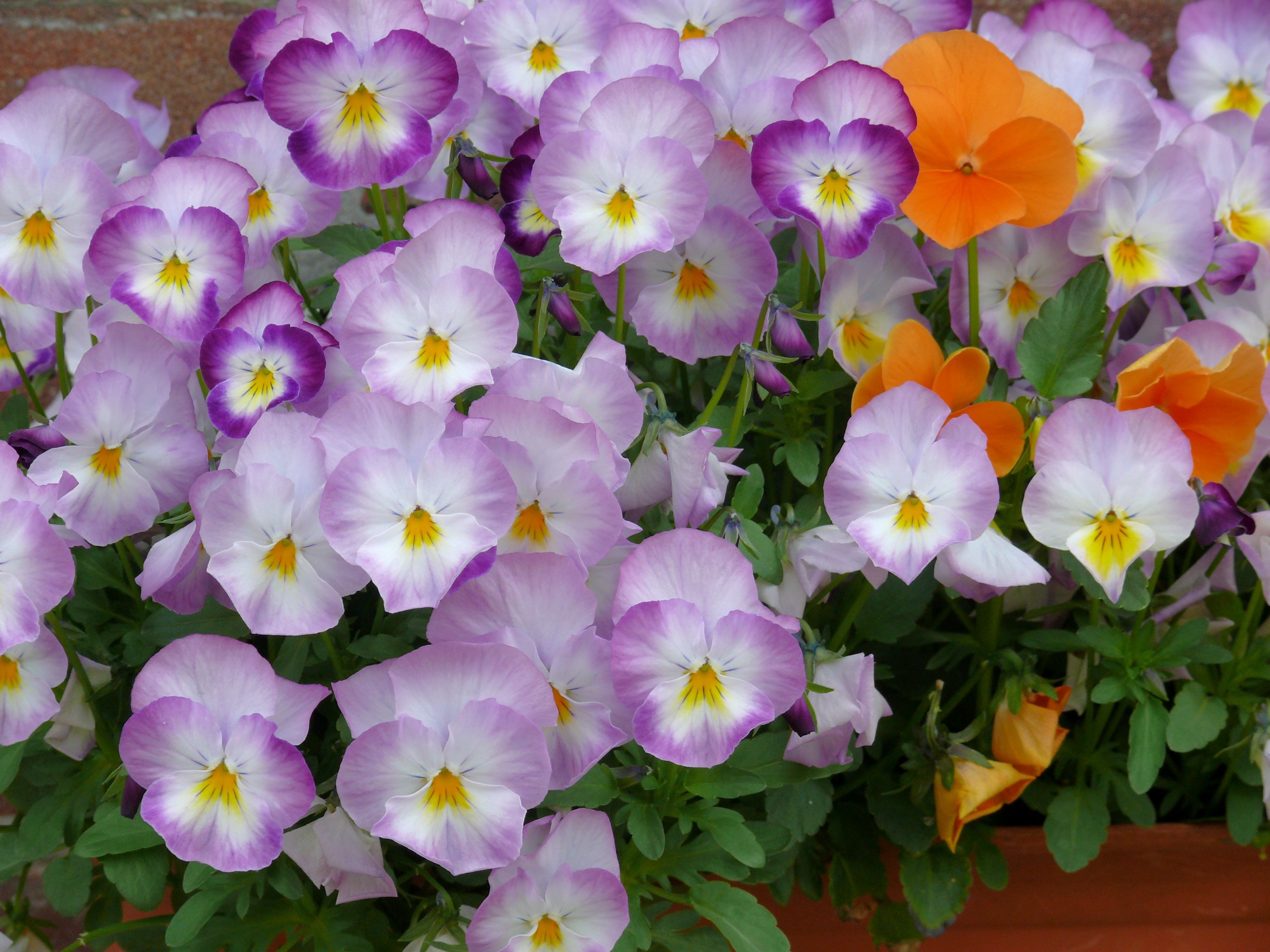 purple-and-white petal flowers