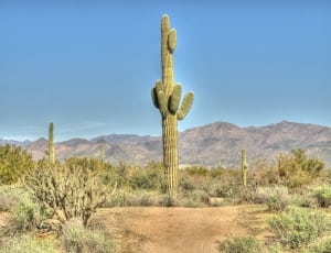 green cactus in middle of deserted area during daytime thumbnail