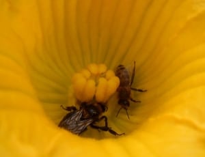 2 brown honey bees thumbnail