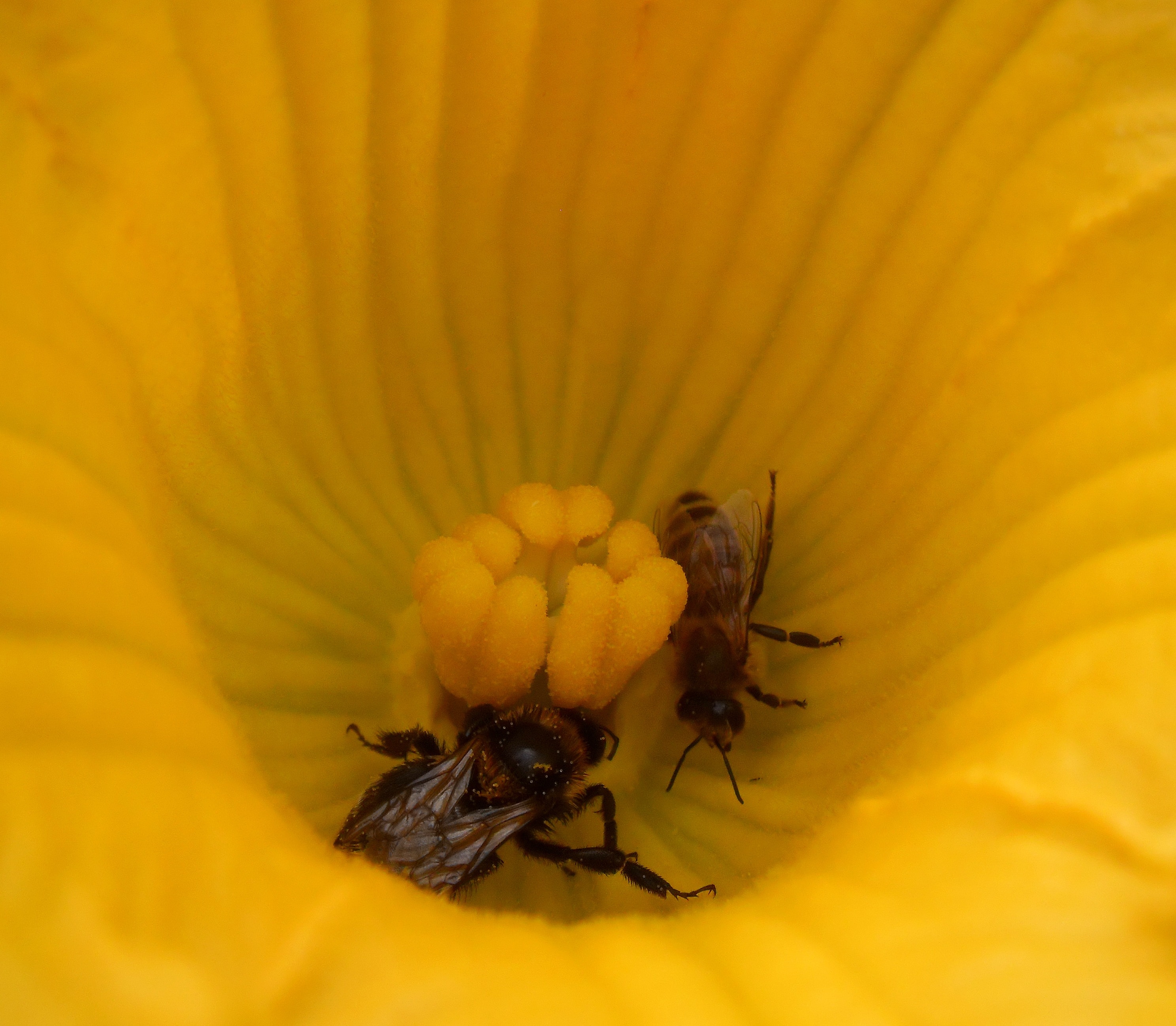 2 brown honey bees