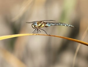 blue and beige dragonfly thumbnail