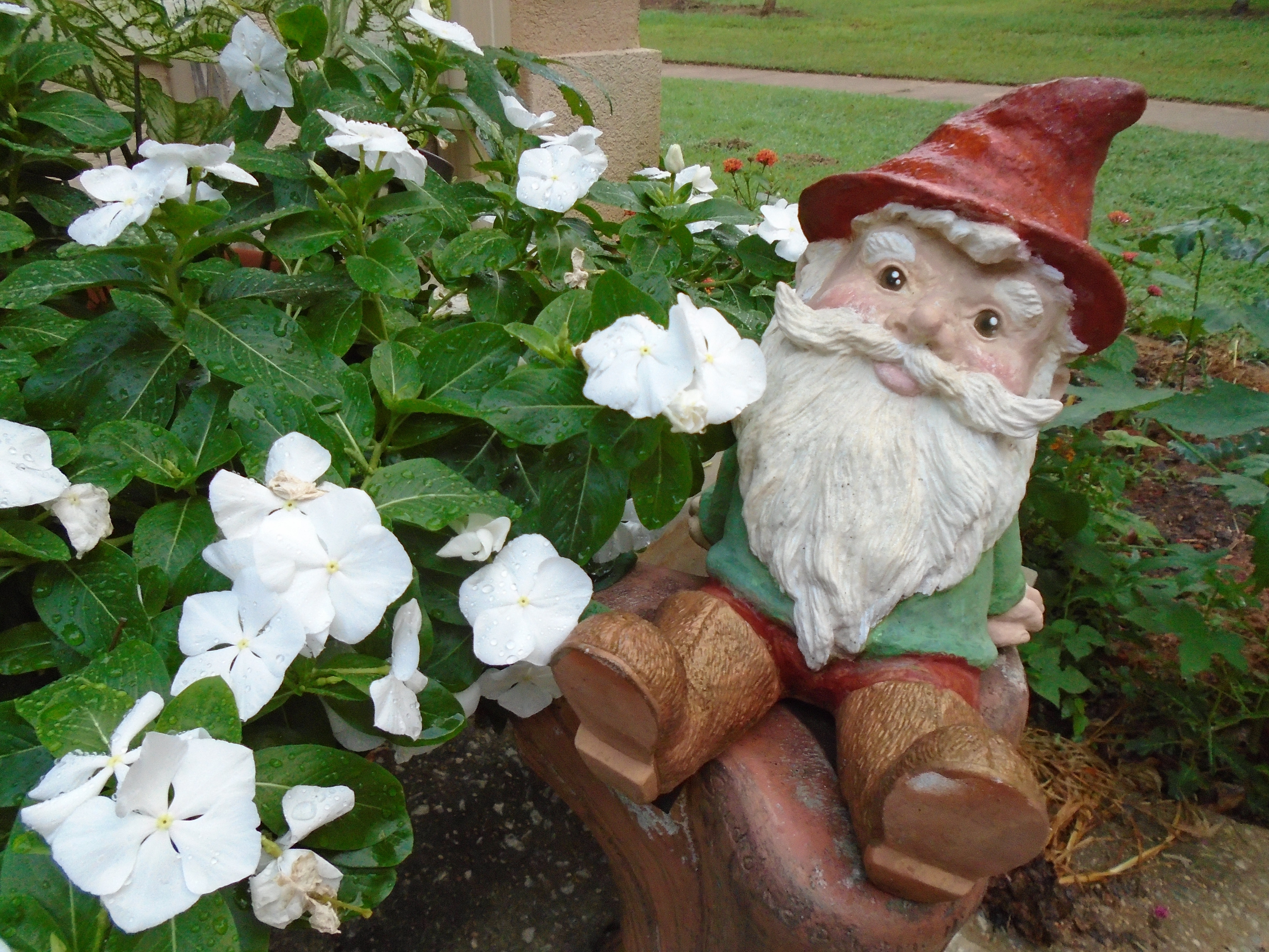 gnome beside white flowers