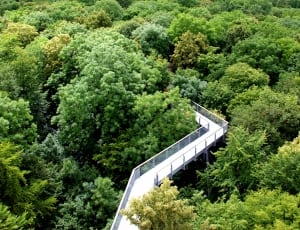 steel bridge surrounded by trees thumbnail