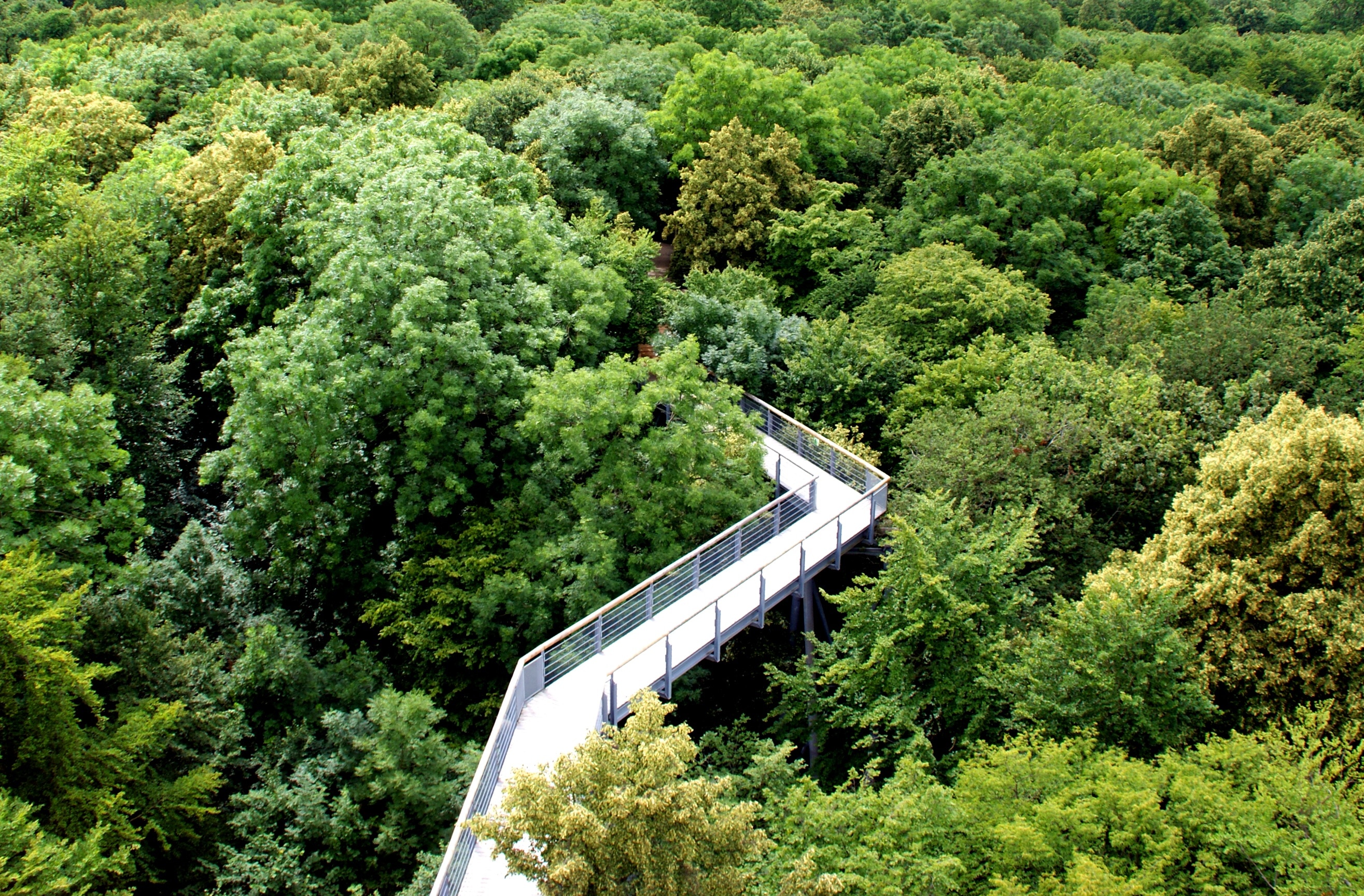 steel bridge surrounded by trees