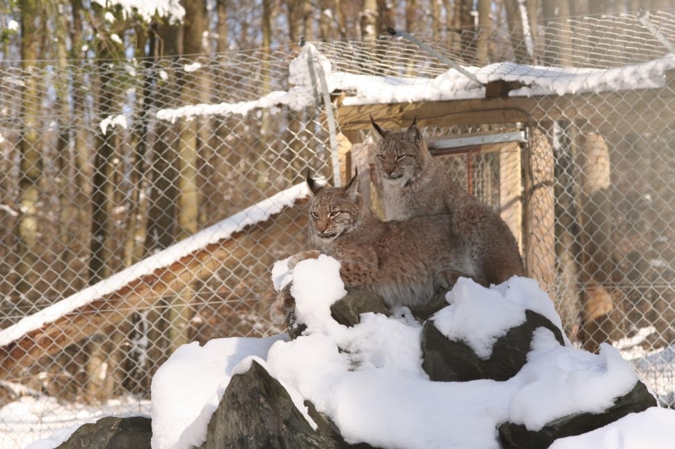 two brown and gray wild cat laying on rock formation surrounded by snow preview