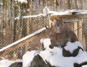 two brown and gray wild cat laying on rock formation surrounded by snow thumbnail