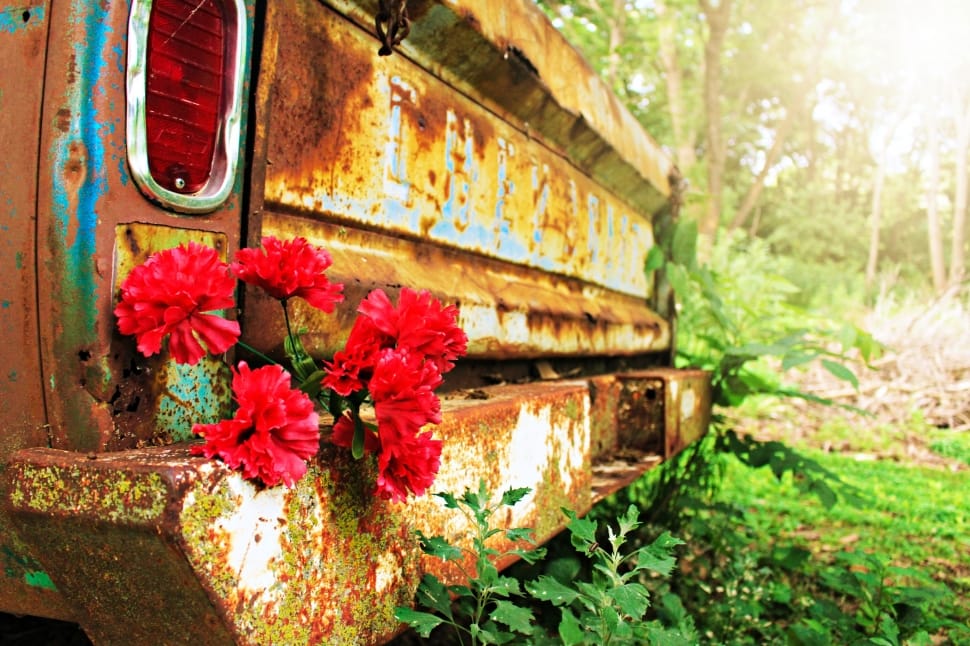 rusted metal vehicle with a flower near the tail gate preview