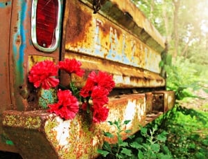 rusted metal vehicle with a flower near the tail gate thumbnail
