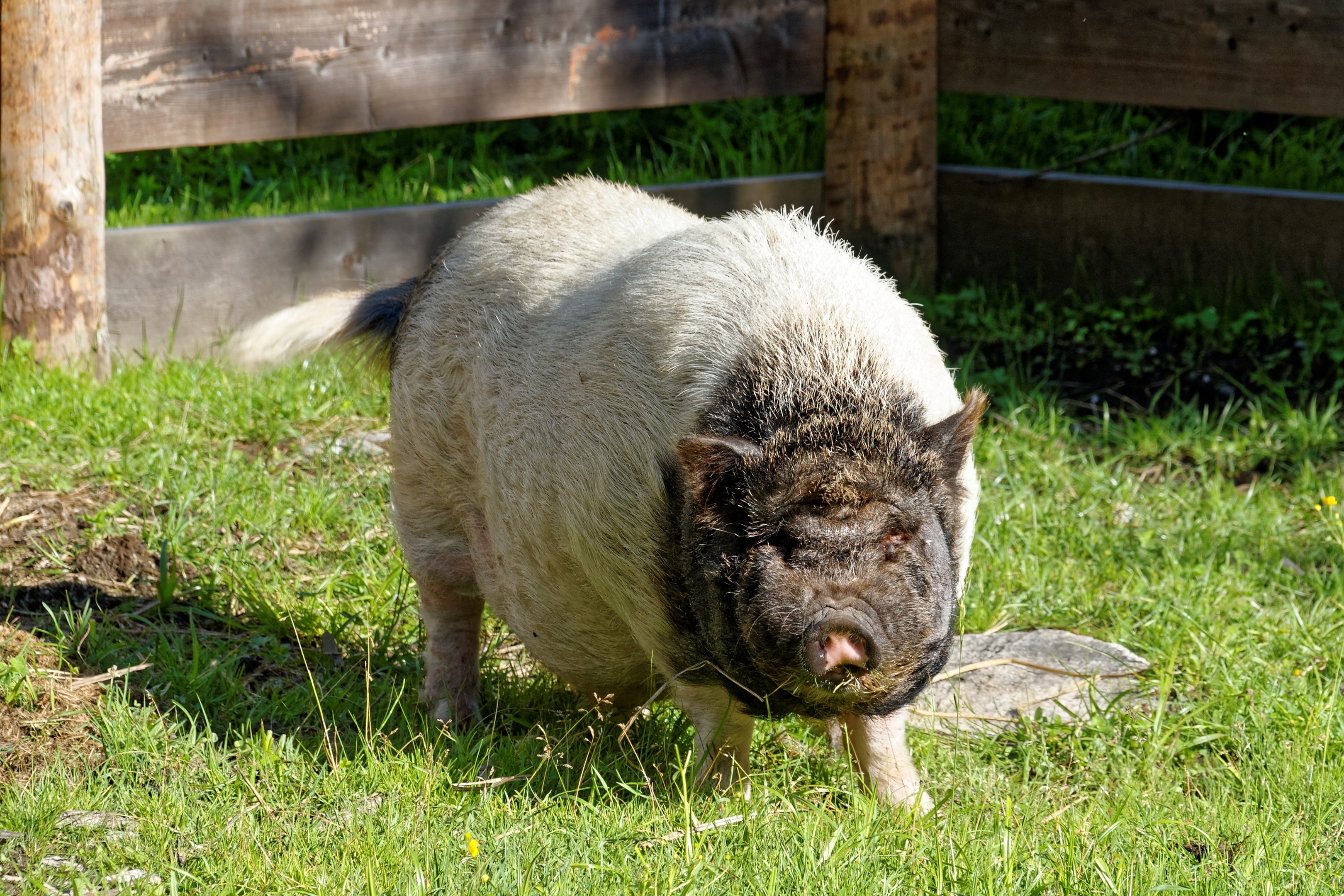 Франция свинья. Лакомб порода свиней. Домашняя свинья. Фото свиньи. Домашние поросята.
