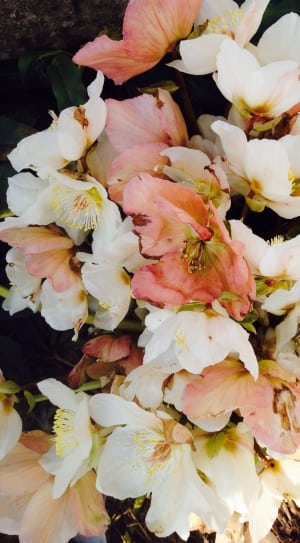 bouquet of white and pink petaled flowers thumbnail