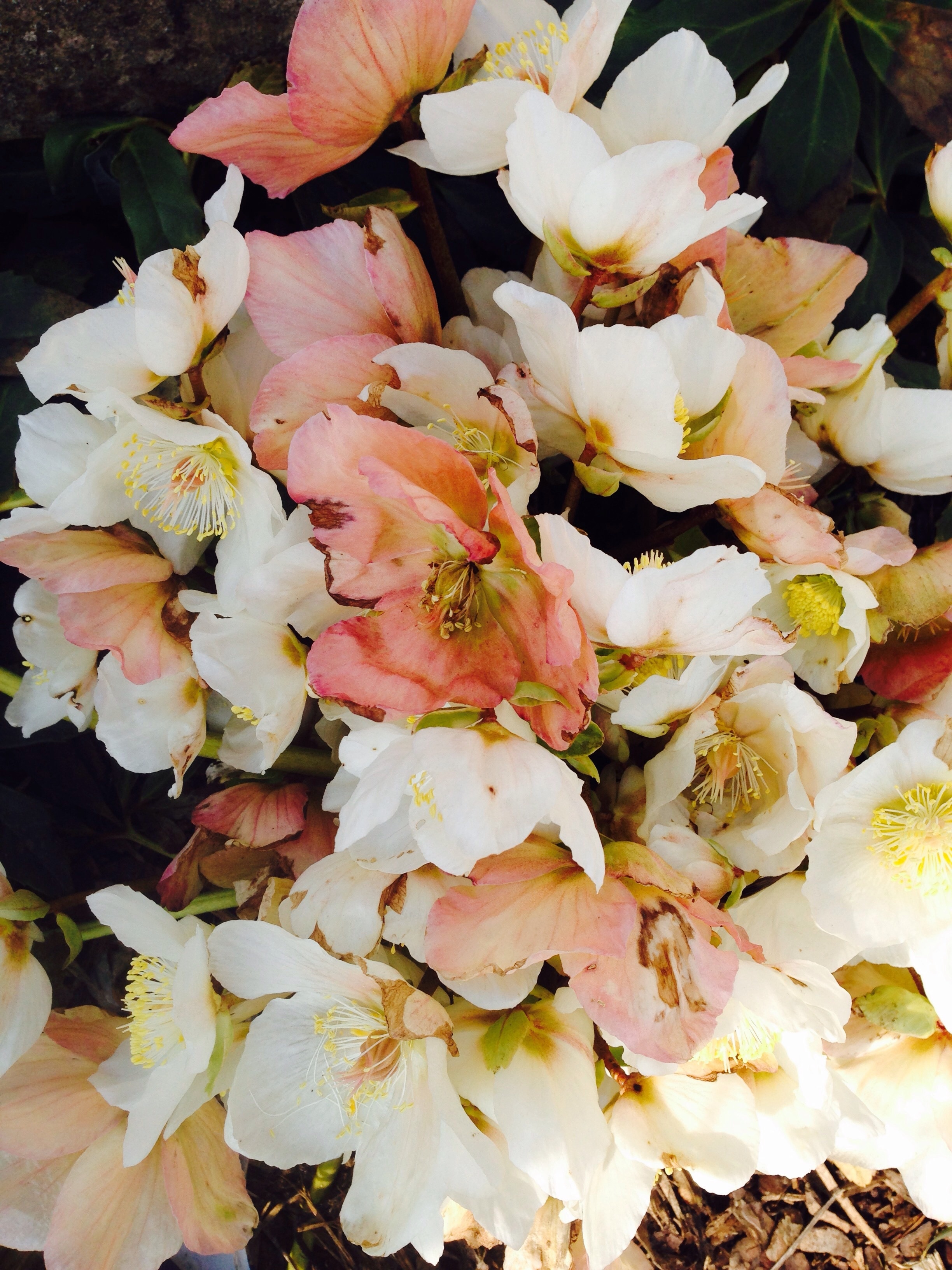 bouquet of white and pink petaled flowers