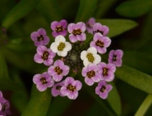 purple and white cluster flower thumbnail
