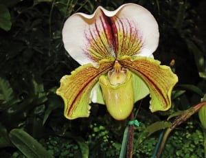 Slipper Orchid, Paphiopedilum Spp, flower, petal thumbnail