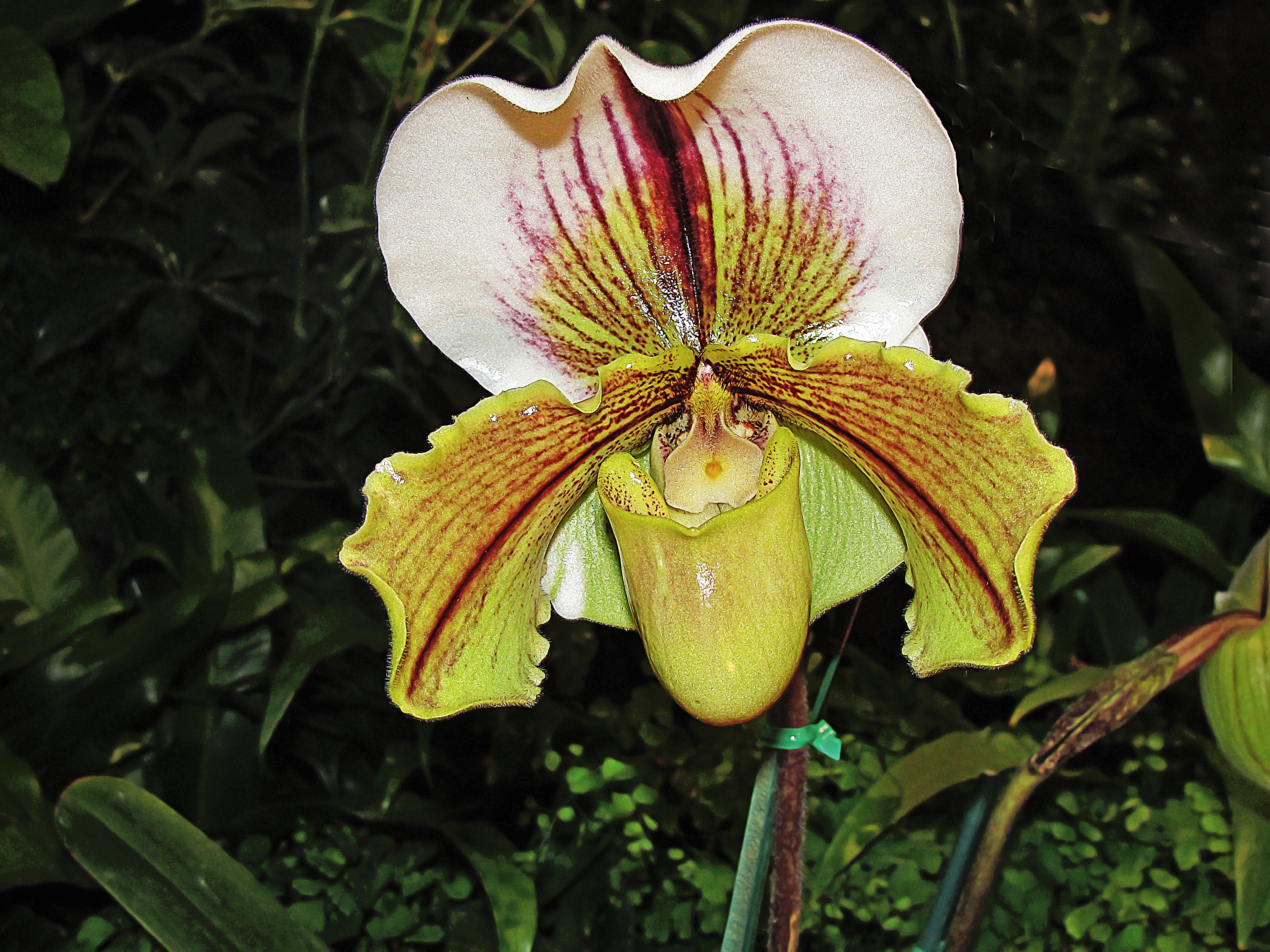 Slipper Orchid, Paphiopedilum Spp, flower, petal