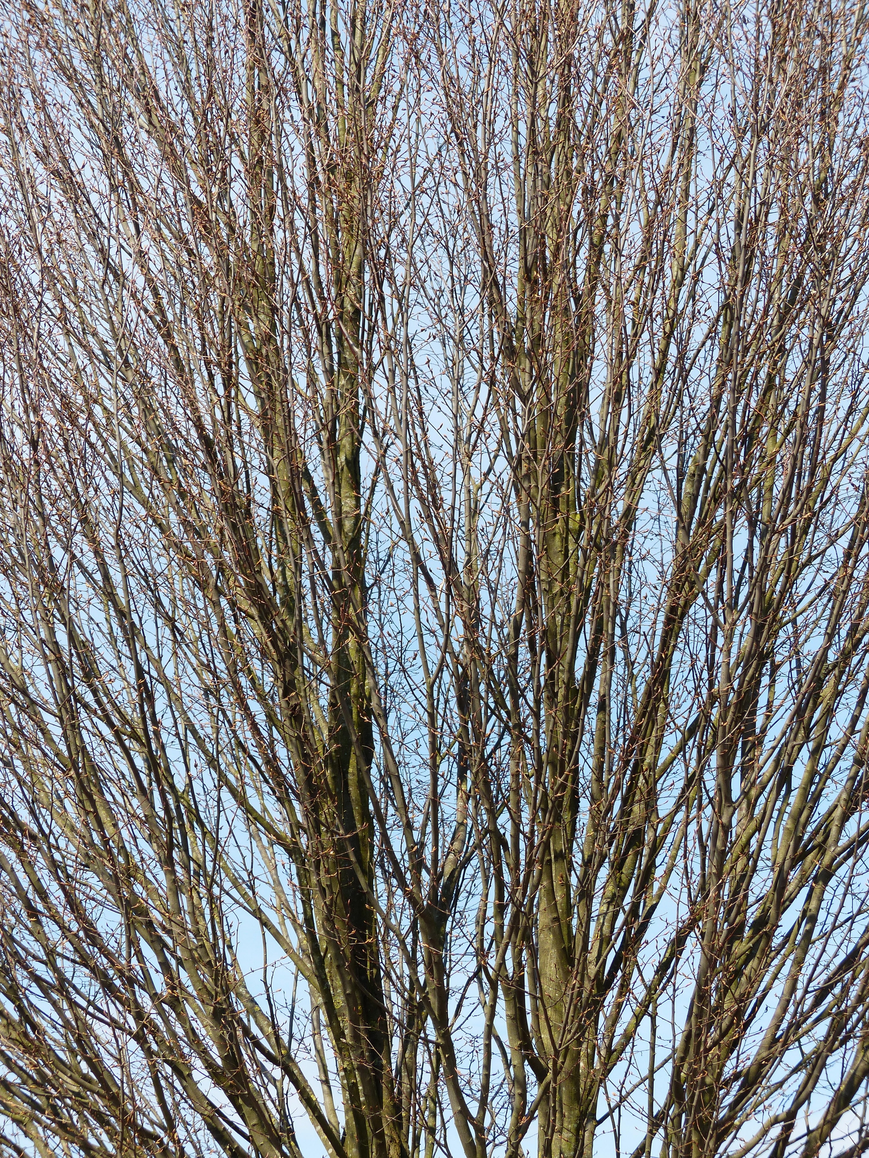 brown leafless tree