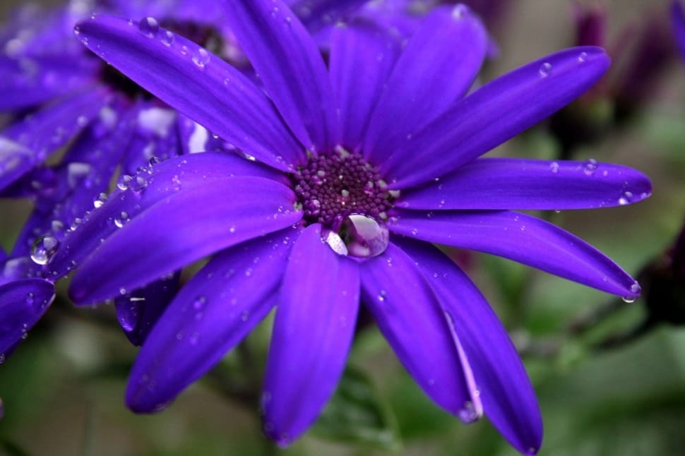 purple multi petaled flower preview