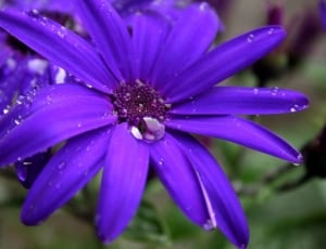 purple multi petaled flower thumbnail