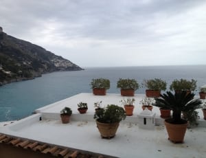 green plants in vase beside sea during cloudy day thumbnail