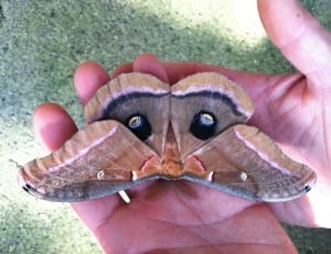 polyphemus moth thumbnail