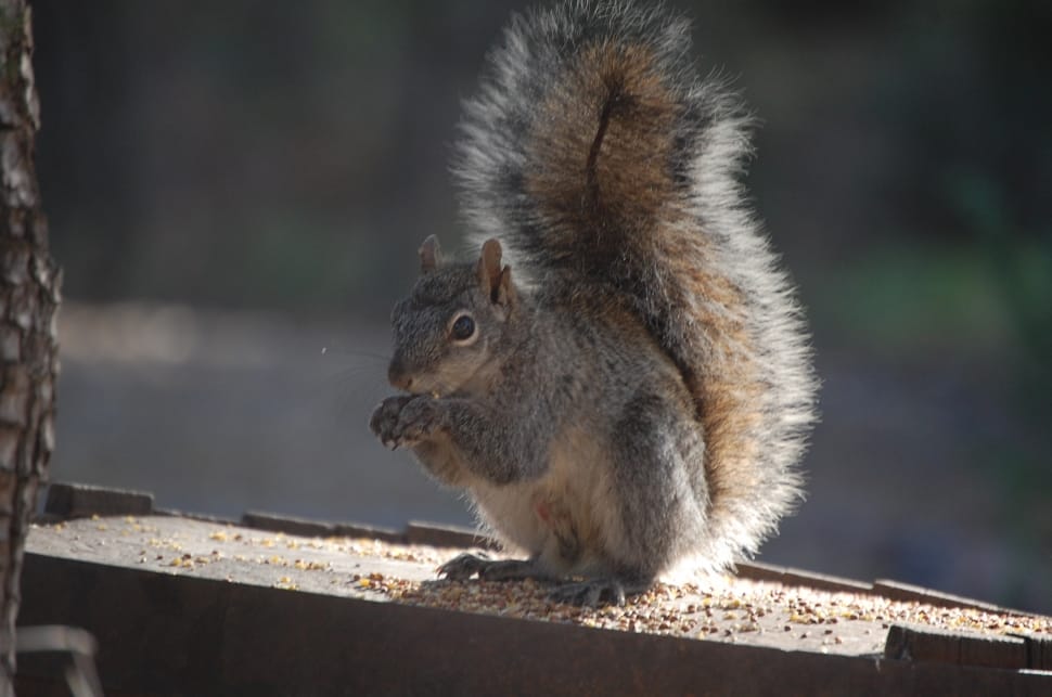 brown black squirrel preview