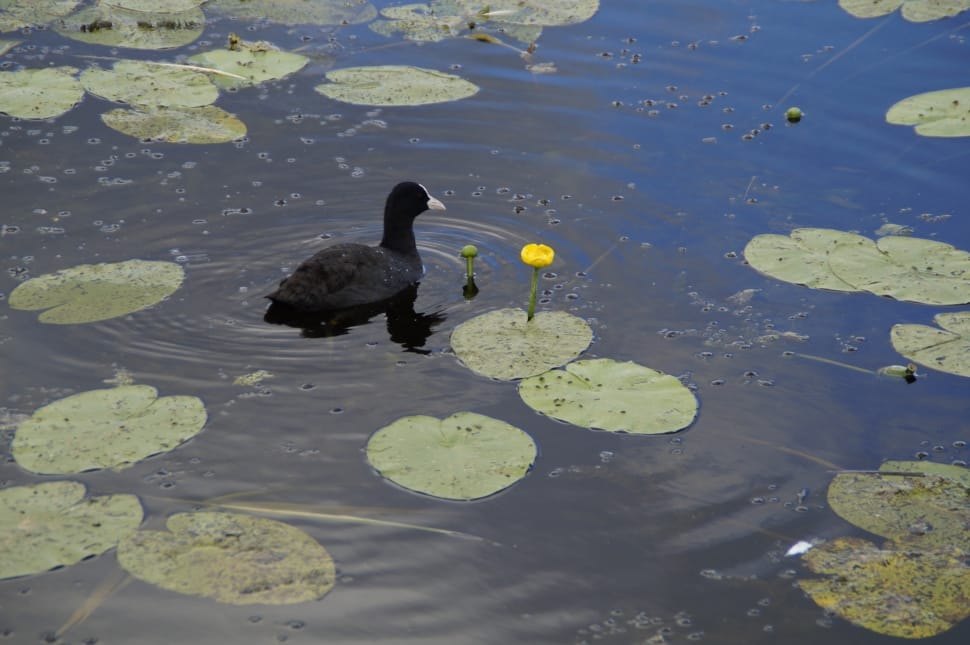 black and white duck preview