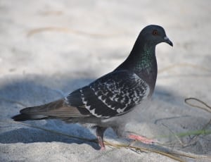black green and gray pigeon thumbnail