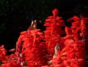 red artificial fish tank coral leafs thumbnail